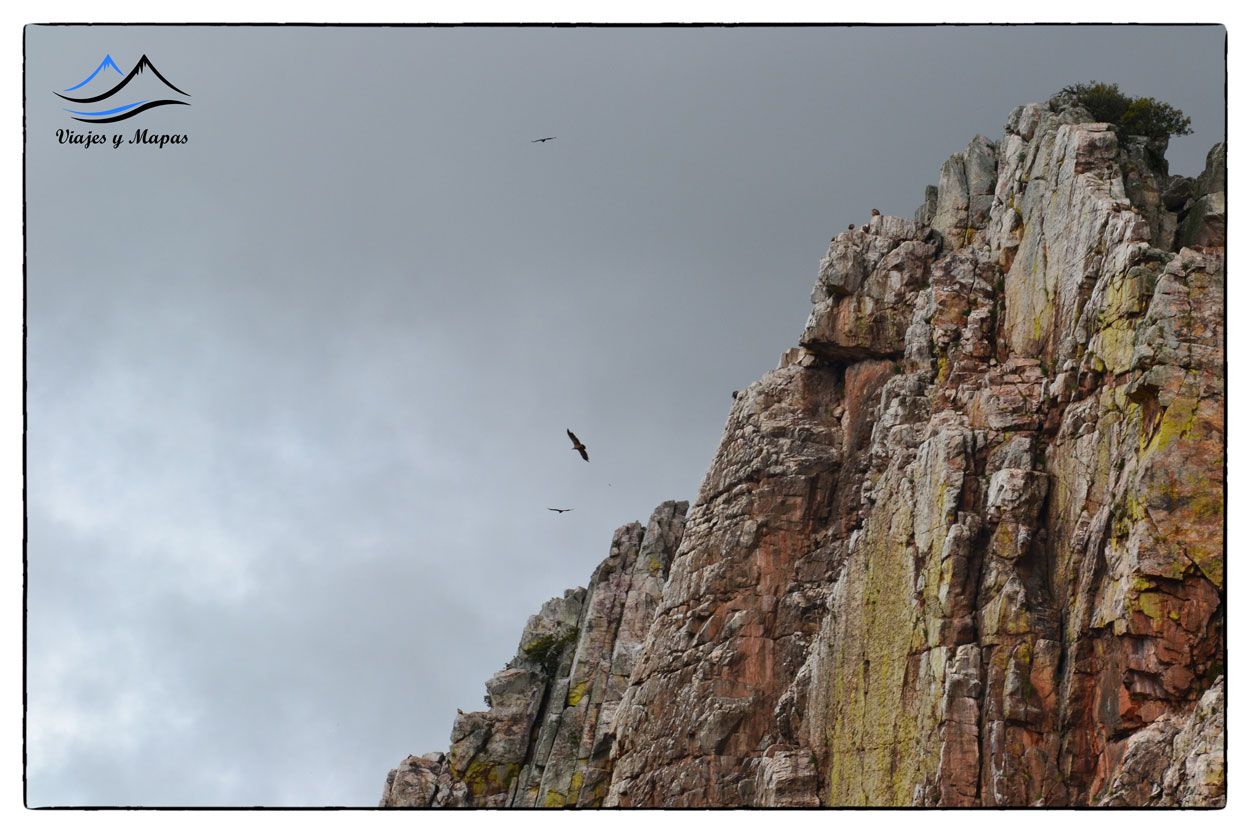Buitres en el Salto del Gitano, en el Parque Nacional de Monfragüe