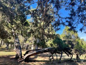 Sabinas milenarias del sabinar de Calatañazor
