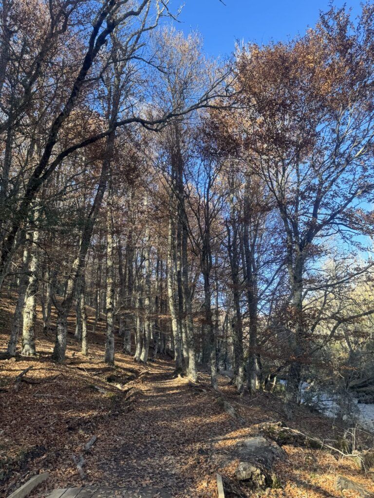 Bosque del Hayedo de Montejo en otoño