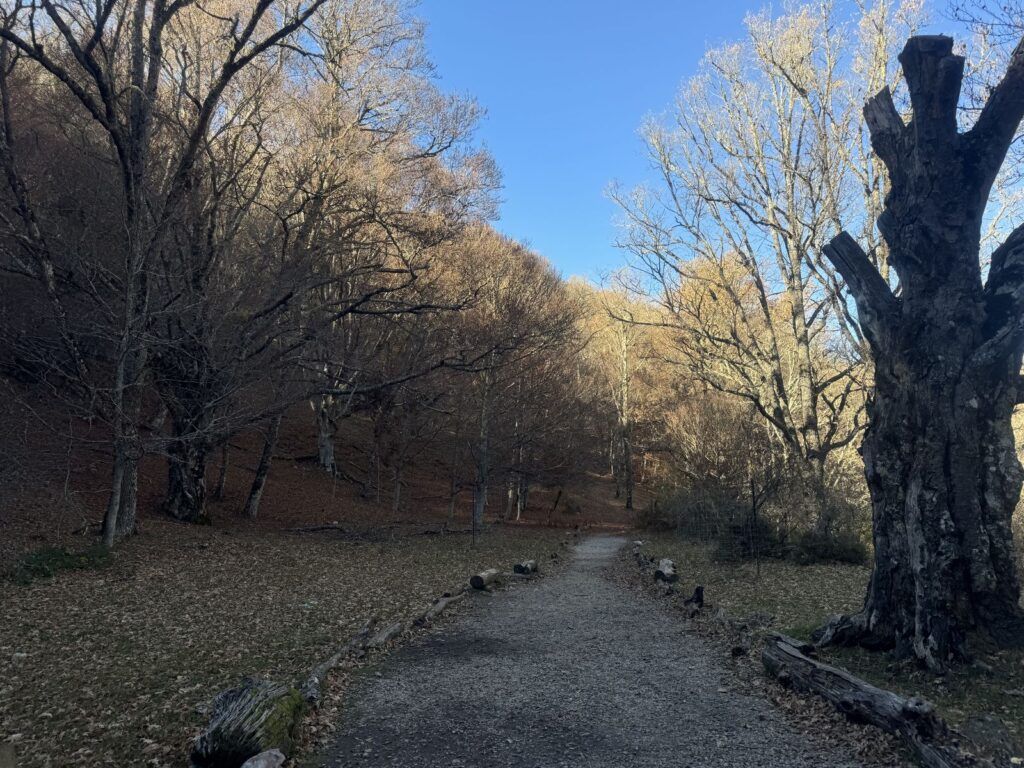 Camino del Hayedo de Montejo a finales de noviembre, con las hojas en el suelo