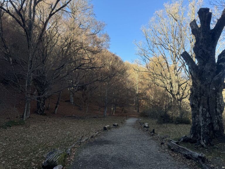 Camino del Hayedo de Montejo a finales de noviembre