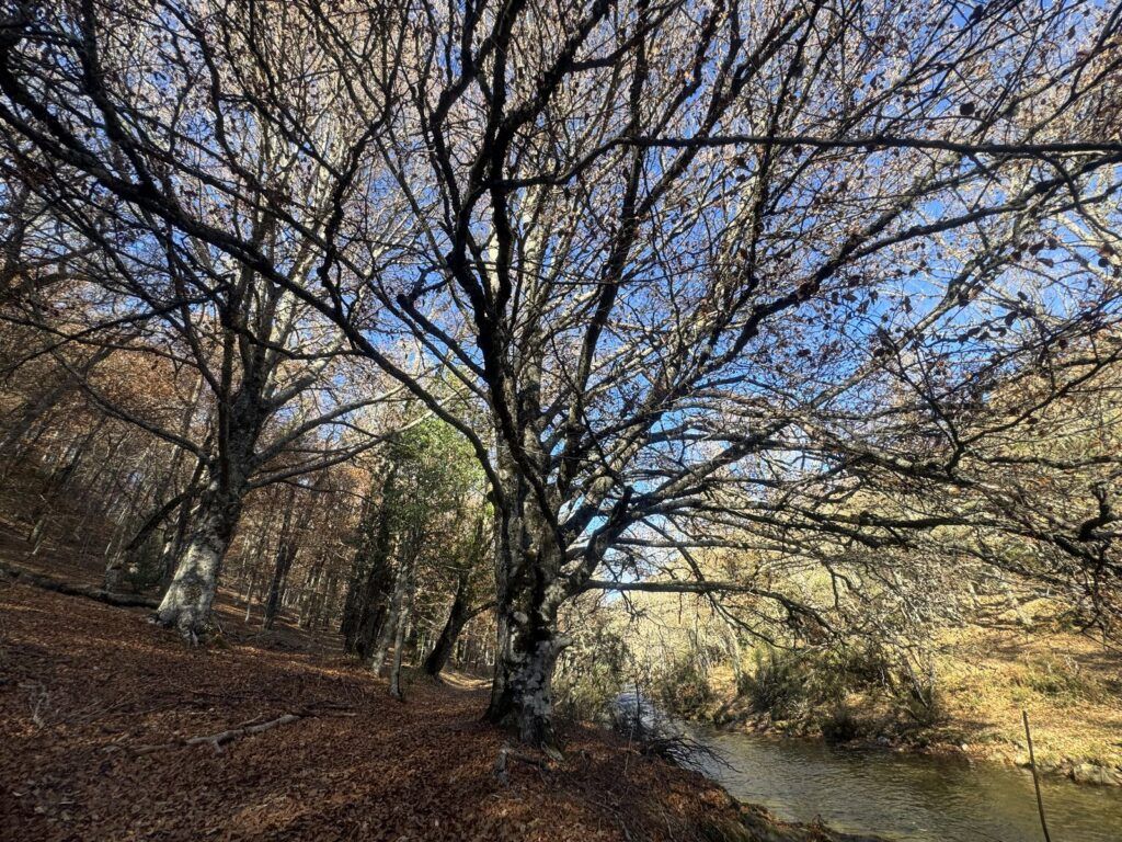 Ramas de las hayas sobre el río Jarama en el Hayedo de Montejo