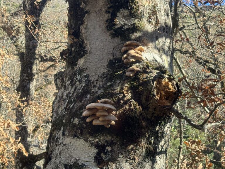 Hongos en el tronco de un árbol del Hayedo de Montejo