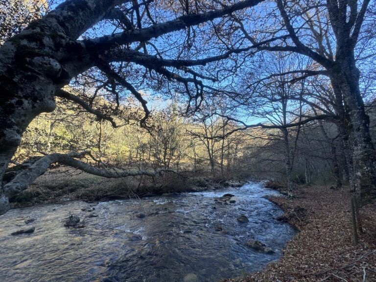 El río Jarama entre las hayas del Hayedo de Montejo