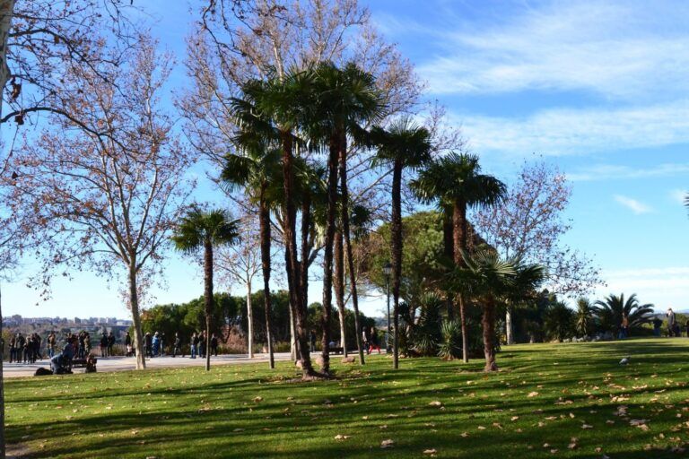 Palmeras en el parque del Oeste de Madrid