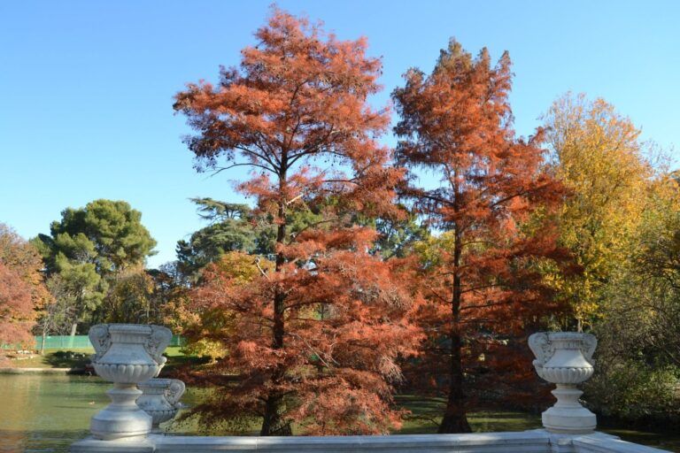 Cipreses de los pantanos con el color del otoño en el parque del Retiro, en noviembre