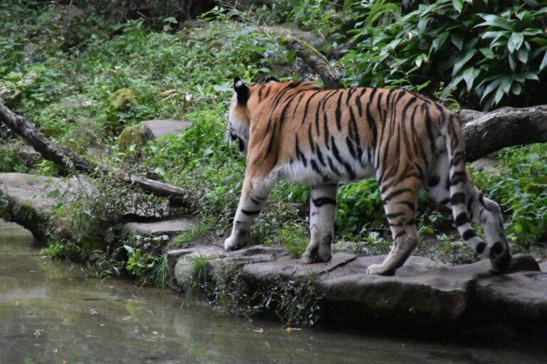 Tigre en el zoo de Núremberg