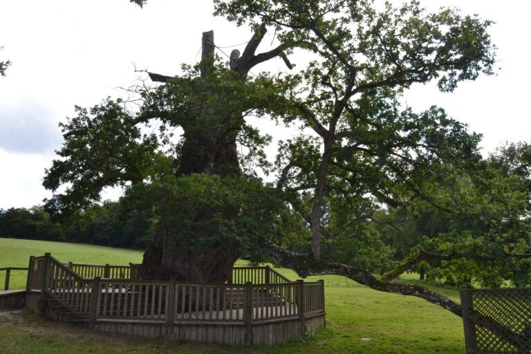 El roble de Guillotin, en el bosque de Brocéliande