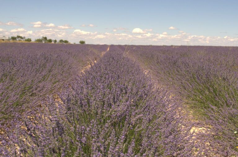 Campos de lavanda en Tiedra, en julio